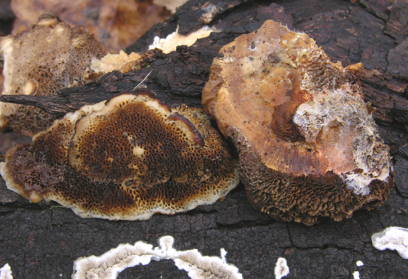 Da det.1 .Dichomitus campestris? (Diplomitoporus flavescens)